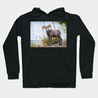 Bighorn sheep. Hoodie